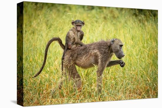 Female Baboon carrying her baby, Makuleke Contractual Park, Kruger National Park-Ben Pipe-Stretched Canvas