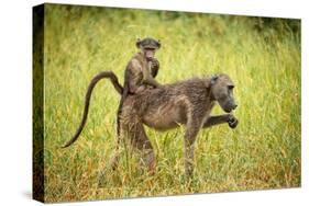 Female Baboon carrying her baby, Makuleke Contractual Park, Kruger National Park-Ben Pipe-Stretched Canvas