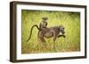 Female Baboon carrying her baby, Makuleke Contractual Park, Kruger National Park-Ben Pipe-Framed Photographic Print