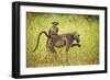 Female Baboon carrying her baby, Makuleke Contractual Park, Kruger National Park-Ben Pipe-Framed Photographic Print