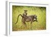 Female Baboon carrying her baby, Makuleke Contractual Park, Kruger National Park-Ben Pipe-Framed Photographic Print