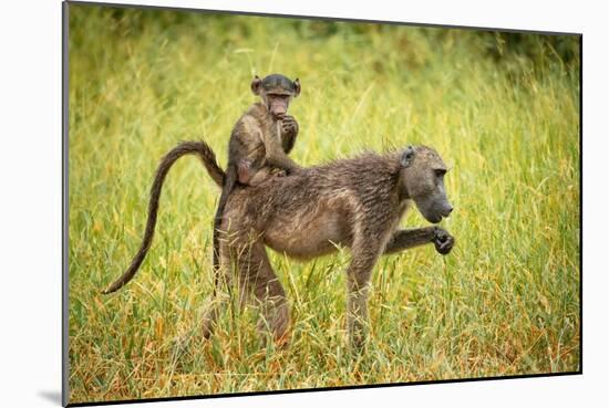 Female Baboon carrying her baby, Makuleke Contractual Park, Kruger National Park-Ben Pipe-Mounted Photographic Print