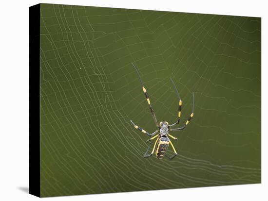 Female Banded-Legged Golden Orb Spider (Nephila Senegalensis)-James Hager-Stretched Canvas