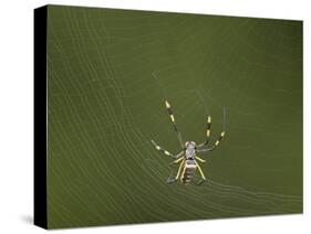 Female Banded-Legged Golden Orb Spider (Nephila Senegalensis)-James Hager-Stretched Canvas