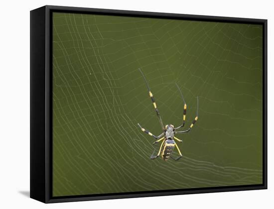 Female Banded-Legged Golden Orb Spider (Nephila Senegalensis)-James Hager-Framed Stretched Canvas