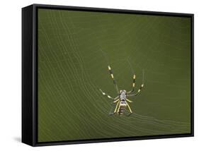 Female Banded-Legged Golden Orb Spider (Nephila Senegalensis)-James Hager-Framed Stretched Canvas