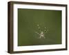 Female Banded-Legged Golden Orb Spider (Nephila Senegalensis)-James Hager-Framed Premium Photographic Print