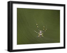 Female Banded-Legged Golden Orb Spider (Nephila Senegalensis)-James Hager-Framed Premium Photographic Print