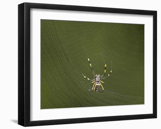 Female Banded-Legged Golden Orb Spider (Nephila Senegalensis)-James Hager-Framed Photographic Print