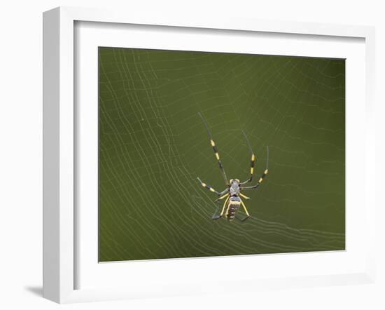 Female Banded-Legged Golden Orb Spider (Nephila Senegalensis)-James Hager-Framed Photographic Print