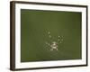 Female Banded-Legged Golden Orb Spider (Nephila Senegalensis)-James Hager-Framed Photographic Print