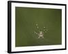 Female Banded-Legged Golden Orb Spider (Nephila Senegalensis)-James Hager-Framed Photographic Print