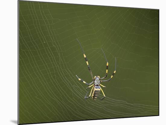 Female Banded-Legged Golden Orb Spider (Nephila Senegalensis)-James Hager-Mounted Photographic Print