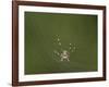 Female Banded-Legged Golden Orb Spider (Nephila Senegalensis)-James Hager-Framed Photographic Print