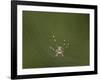 Female Banded-Legged Golden Orb Spider (Nephila Senegalensis)-James Hager-Framed Photographic Print