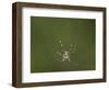 Female Banded-Legged Golden Orb Spider (Nephila Senegalensis)-James Hager-Framed Photographic Print