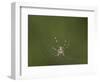 Female Banded-Legged Golden Orb Spider (Nephila Senegalensis)-James Hager-Framed Photographic Print