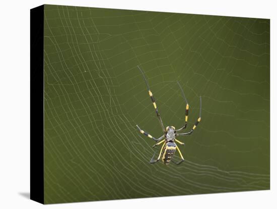 Female Banded-Legged Golden Orb Spider (Nephila Senegalensis)-James Hager-Stretched Canvas