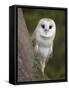 Female Barn Owl, Tyto Alba, World Owl Trust, Muncaster Castle, Ravenglass, Cumbria, UK, Captive-Ann & Steve Toon-Framed Stretched Canvas