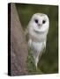 Female Barn Owl, Tyto Alba, World Owl Trust, Muncaster Castle, Ravenglass, Cumbria, UK, Captive-Ann & Steve Toon-Stretched Canvas