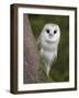 Female Barn Owl, Tyto Alba, World Owl Trust, Muncaster Castle, Ravenglass, Cumbria, UK, Captive-Ann & Steve Toon-Framed Photographic Print