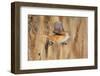 Female Bearded tit / reedling flying between reeds, Finland-Markus Varesvuo-Framed Photographic Print