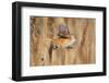 Female Bearded tit / reedling flying between reeds, Finland-Markus Varesvuo-Framed Photographic Print