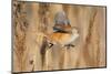 Female Bearded tit / reedling flying between reeds, Finland-Markus Varesvuo-Mounted Photographic Print