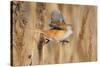 Female Bearded tit / reedling flying between reeds, Finland-Markus Varesvuo-Stretched Canvas