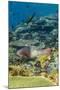 Female Bicolor Parrotfish (Cetoscarus Bicolor)-Michael Nolan-Mounted Photographic Print