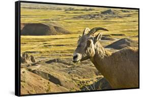 Female Bighorn Sheep, Badlands National Park, South Dakota, Usa-Michel Hersen-Framed Stretched Canvas