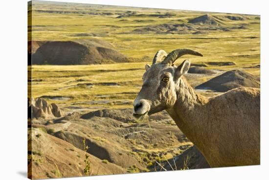 Female Bighorn Sheep, Badlands National Park, South Dakota, Usa-Michel Hersen-Stretched Canvas