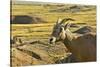 Female Bighorn Sheep, Badlands National Park, South Dakota, Usa-Michel Hersen-Stretched Canvas