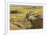 Female Bighorn Sheep, Badlands National Park, South Dakota, Usa-Michel Hersen-Framed Premium Photographic Print