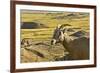 Female Bighorn Sheep, Badlands National Park, South Dakota, Usa-Michel Hersen-Framed Premium Photographic Print