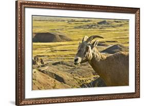 Female Bighorn Sheep, Badlands National Park, South Dakota, Usa-Michel Hersen-Framed Premium Photographic Print