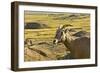 Female Bighorn Sheep, Badlands National Park, South Dakota, Usa-Michel Hersen-Framed Photographic Print