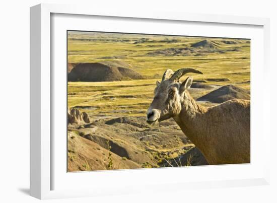 Female Bighorn Sheep, Badlands National Park, South Dakota, Usa-Michel Hersen-Framed Photographic Print