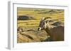 Female Bighorn Sheep, Badlands National Park, South Dakota, Usa-Michel Hersen-Framed Photographic Print