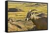 Female Bighorn Sheep, Badlands National Park, South Dakota, Usa-Michel Hersen-Framed Stretched Canvas