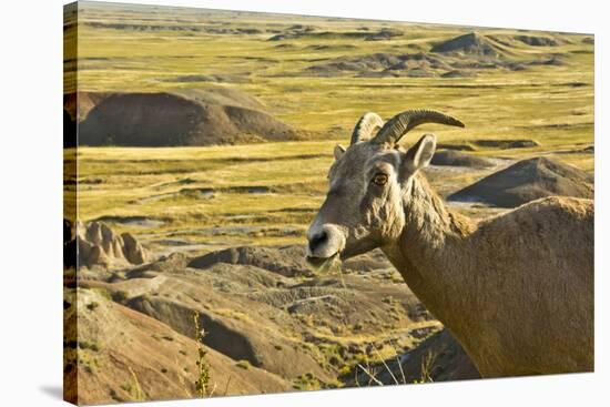 Female Bighorn Sheep, Badlands National Park, South Dakota, Usa-Michel Hersen-Stretched Canvas