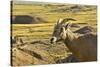 Female Bighorn Sheep, Badlands National Park, South Dakota, Usa-Michel Hersen-Stretched Canvas