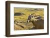 Female Bighorn Sheep, Badlands National Park, South Dakota, Usa-Michel Hersen-Framed Photographic Print