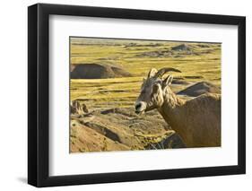 Female Bighorn Sheep, Badlands National Park, South Dakota, Usa-Michel Hersen-Framed Photographic Print