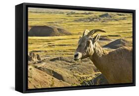 Female Bighorn Sheep, Badlands National Park, South Dakota, Usa-Michel Hersen-Framed Stretched Canvas