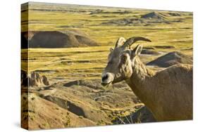 Female Bighorn Sheep, Badlands National Park, South Dakota, Usa-Michel Hersen-Stretched Canvas