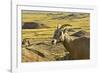 Female Bighorn Sheep, Badlands National Park, South Dakota, Usa-Michel Hersen-Framed Photographic Print