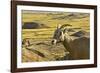 Female Bighorn Sheep, Badlands National Park, South Dakota, Usa-Michel Hersen-Framed Photographic Print