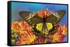 Female bird wing butterfly Troides cuneifera on Mums-Darrell Gulin-Framed Stretched Canvas