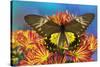 Female bird wing butterfly Troides cuneifera on Mums-Darrell Gulin-Stretched Canvas